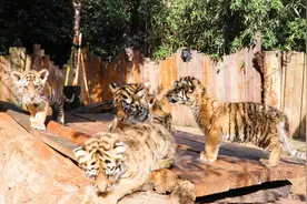 云南野生动物园八只幼虎健康成长图片