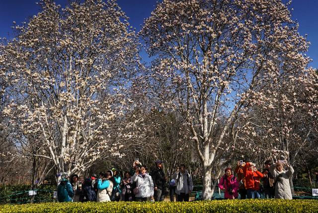 长安街这里绝美！玉兰开在“艺术”里，春光落在碧穹间
