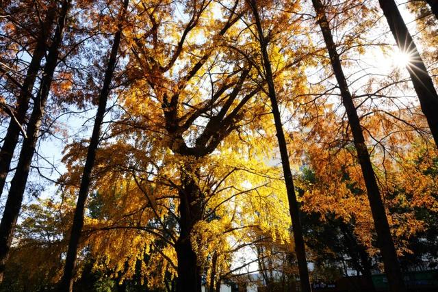 红的黄的绿的！天气这么好，来这些地方看看闵行的秋天吧~