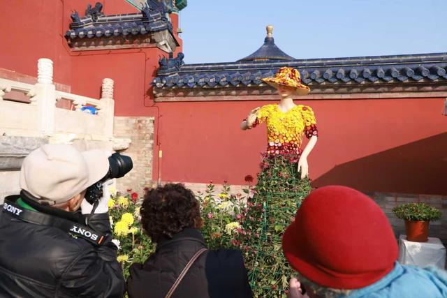 天坛公园、紫竹院公园菊展开幕，女士长裙造型大立菊亮相