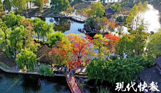 南京莫愁湖“网红”乌桕，层层叠叠的斑斓把秋意拉满