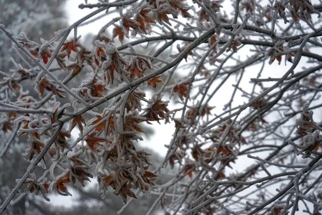 黄山“解锁”冬日限定皮肤！首场雾凇已上线