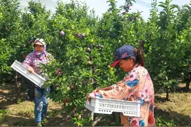 小小桃李子，打造乡村经济新增长点图片