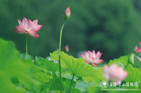 上海限定美景已上线！这个七月，“荷”你相遇