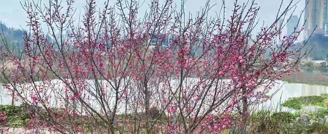 春天提前送达的问候