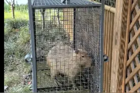 动物园回应“出逃卡皮巴拉回家”：自己走进诱捕笼，两个月胖了一斤多图片