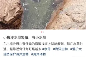 “像塑料袋又像气球”，多地海边出现水母，专家提醒：有毒！立即远离图片