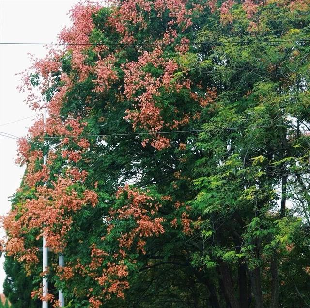 心动！宿城又涨“粉”了