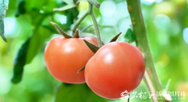 天高地迥 大美不言——庆祝自治区成立70周年系列述评之六