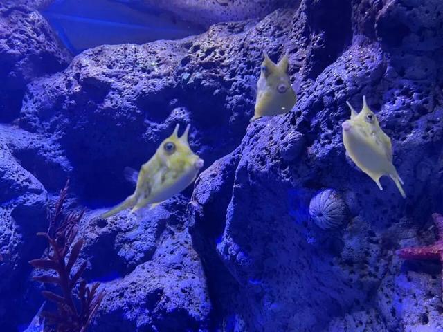 想在闵行过《疯狂动物城》里的生活？雨林区、冰川镇就在你身边→