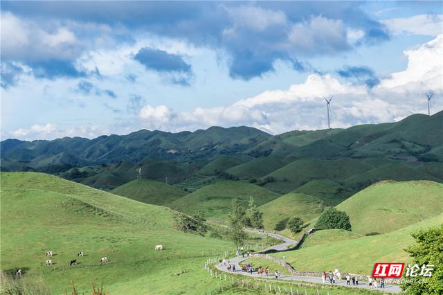 【每日一图@湖南】邵阳城步南山牧场：生态画卷里的活力乐章