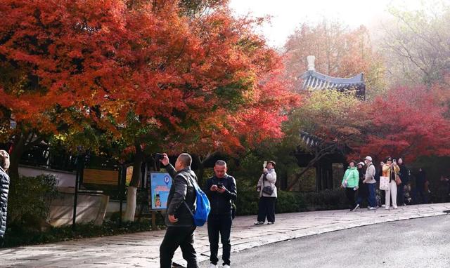 官宣：栖霞山进入最佳观赏期！