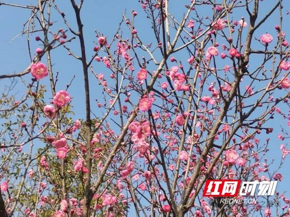 益阳今起迎短暂升温天气 赏梅登山泡温泉正当时