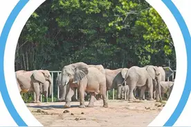 解码“清远速度”图片