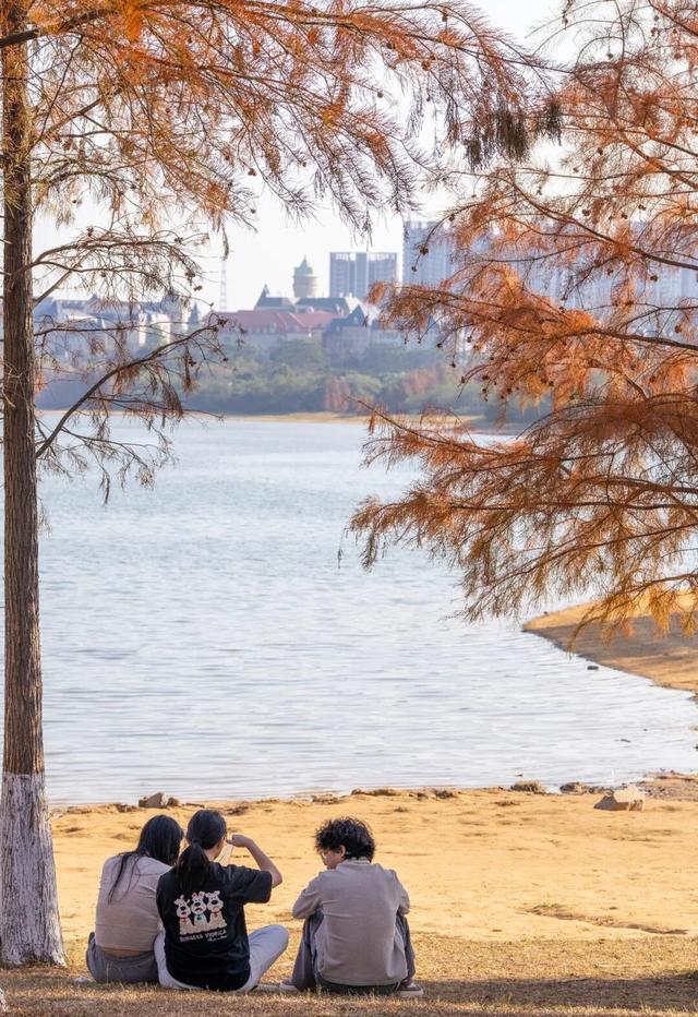 最美松湖｜双年展进入最后倒计时！与绝美落羽杉同框时机就在本周→