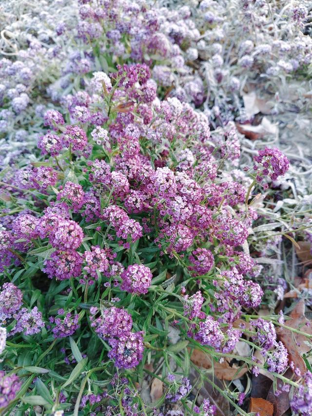 一亩园冬韵：湖漾冰凝冬生趣，花草霜缀笑含春
