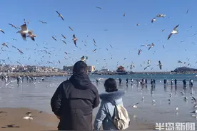 青岛栈桥：点点白鸥落沙滩图片