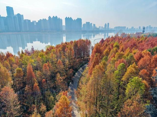 红杉秘境、白鸟起舞，武昌这座公园全都有