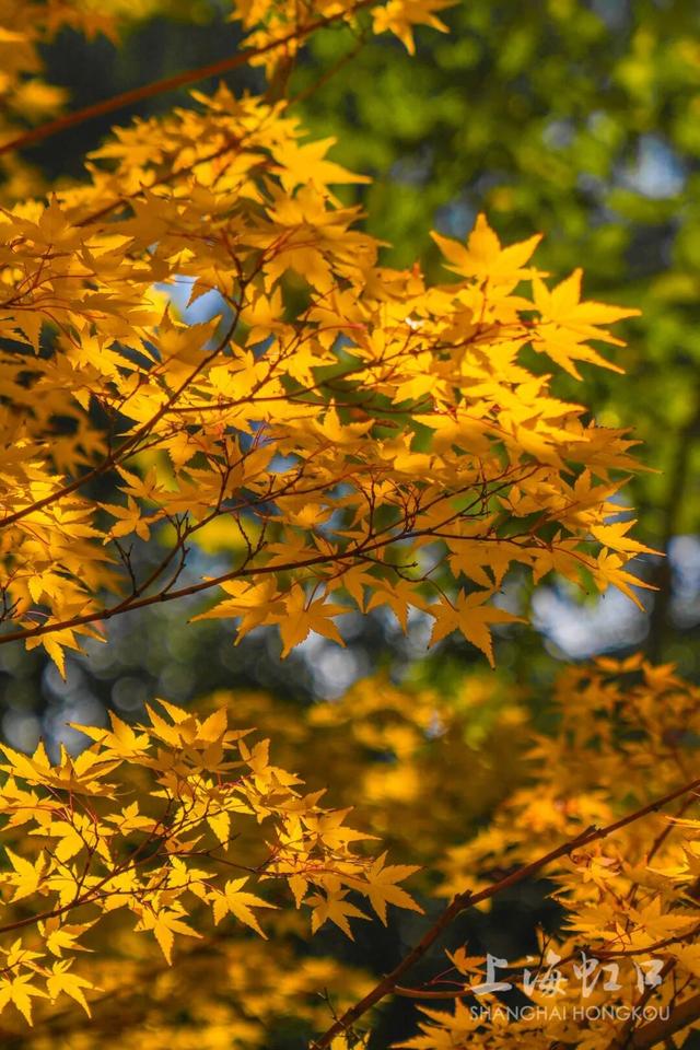 2000+地肤、450+枫树换上“秋装”！就在上海市中心这个免费公园→