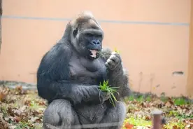 悲痛！上海动物园讣告：33岁“丹戈”突发心源性猝死逝世……图片