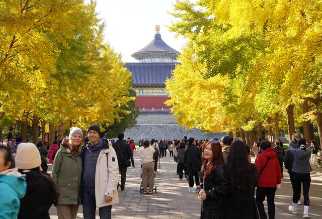 秋色浸染，天坛银杏大道换上“金衣”