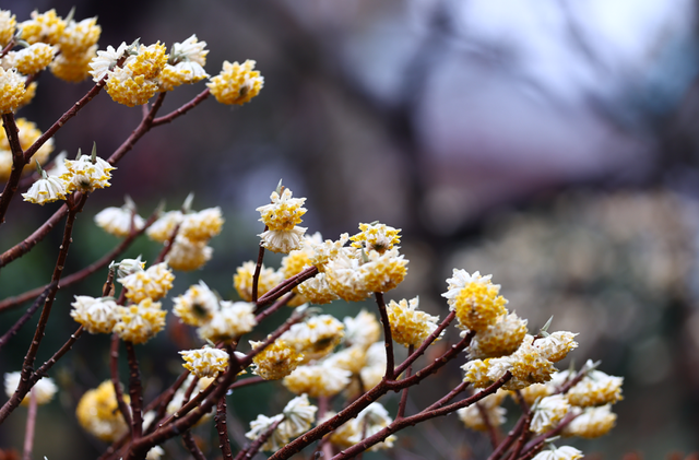 栖霞山，花都开好了！