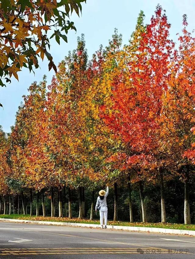 赏秋正当时，昆明这里的枫林已上线！随手一拍即大片~