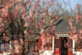 老祖宗的中式审美绝了，明孝陵景区邀你赴一场《红楼梦》般的赏梅之旅图片