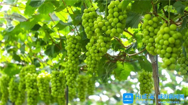 串串葡萄、甜了秋天！第十五届威海汪疃葡萄文化旅游节热闹开场