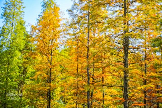 永川兴龙湖的水杉迎来最美的季节！