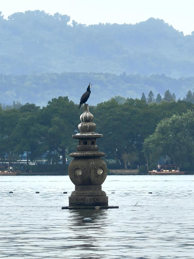 晚潮｜三潭石塔观鸬鸟
