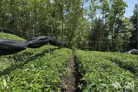 宣恩高罗：深耕“抹茶经济” 全力打造高品质抹茶小镇图片