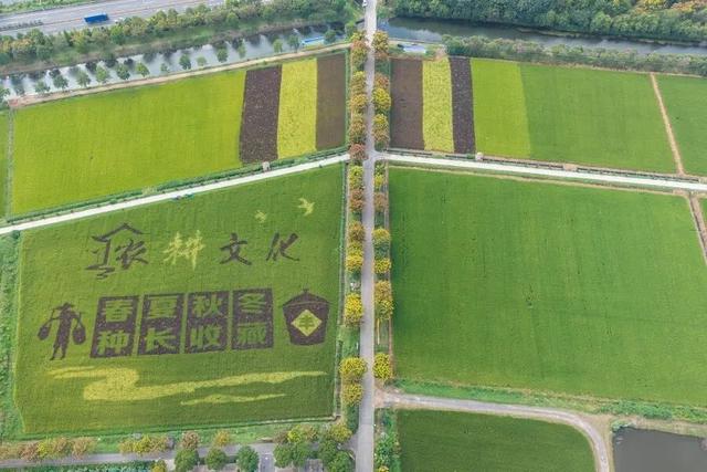 美哭！扬州稻田绝美秋景别错过～