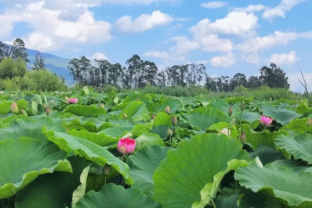 旅居大理｜鹤庆草海：荷风入馔，舌尖收藏夏日限定