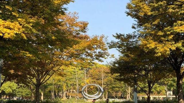 周末好天气，来闵行这些公园遇见最美秋色！
