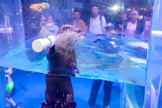 采风团走进湖北交投海昌海洋探索馆：趣游海洋世界，探寻交旅融合