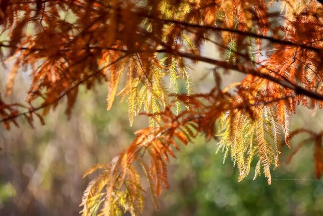 荆州的秋，才是隐藏BOSS！🥰🥰🥰