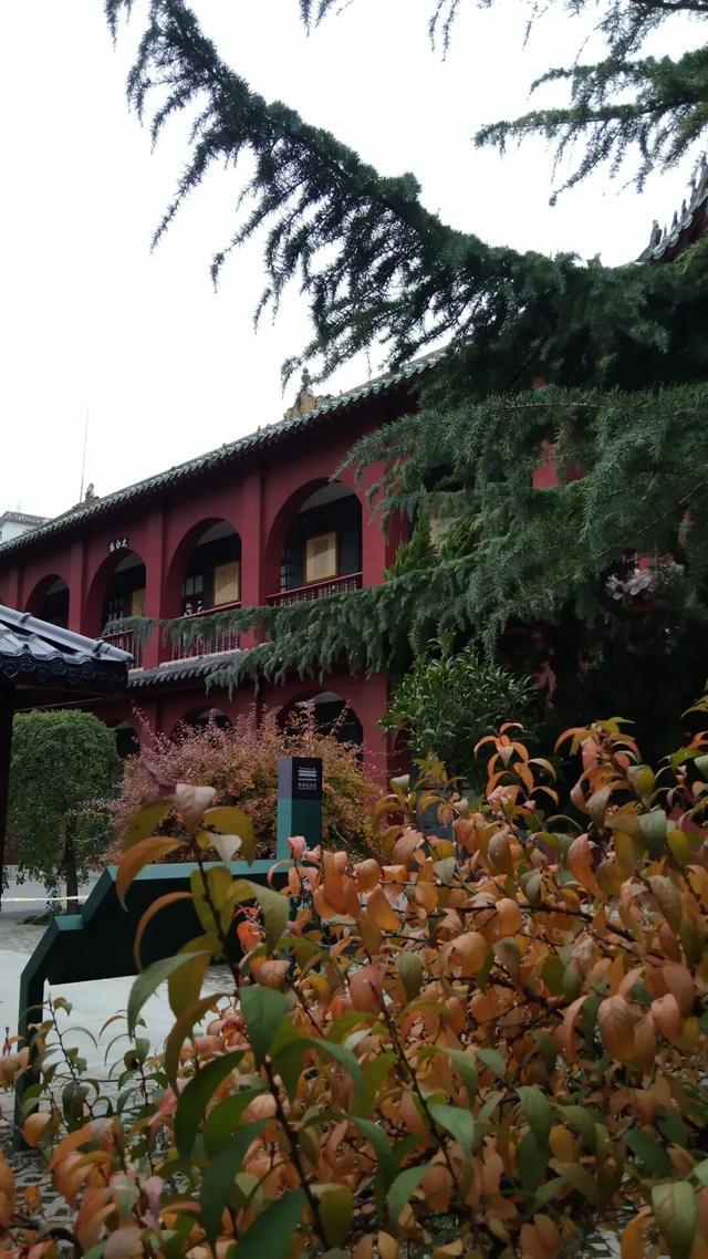 济宁冬季赏叶天花板，错过等一年的绝美景色