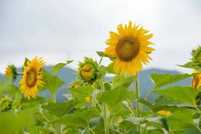漫山遍野的金色浪漫！昌平溜石港层层梯田油葵花开