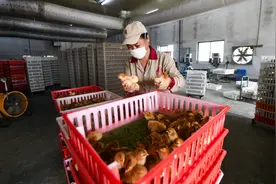 1320万只文昌鸡死于“摩羯”，万余养殖户在废墟上重建图片