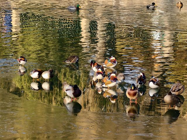 冬日北海，一眼沉醉！看湖光塔影的静谧诗画