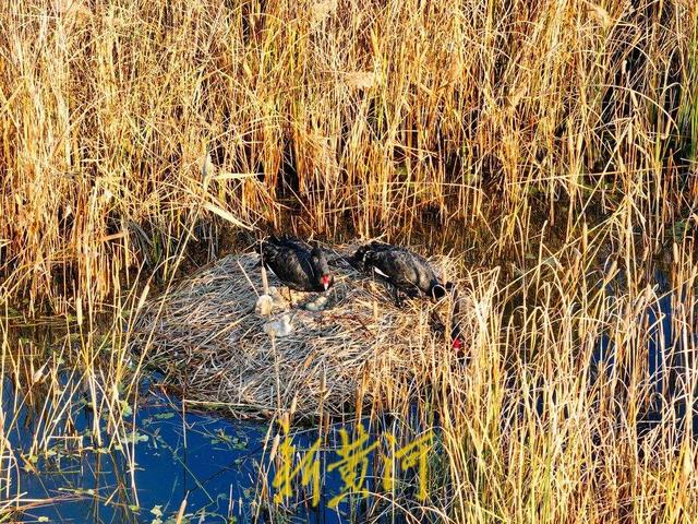 萌化了！跟着黑天鹅宝宝畅游济南华山湖