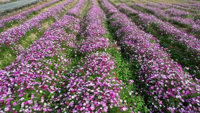 冬日粉色浪漫藏不住了！江门邀你赴约→