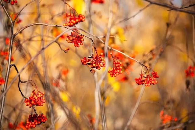 太美了！来副中心，邂逅落叶童话~