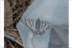 研学机构观测二级保护动物虎凤蝶竟用网捕捉？专家:请保持距离不追不捉图片