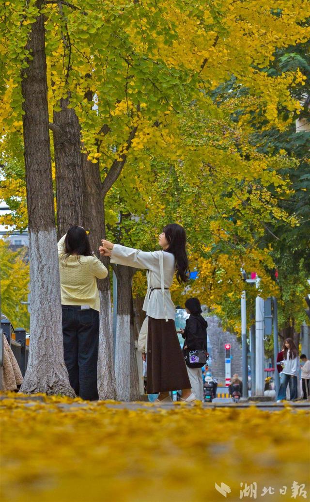 荆州古城银杏染金 城管“缓扫”留秋韵