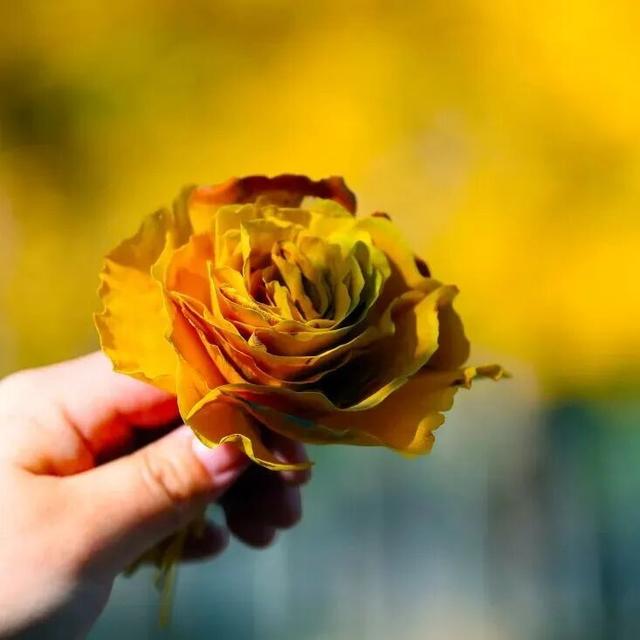 惊艳！身边的北京秋景“天花板”来了！