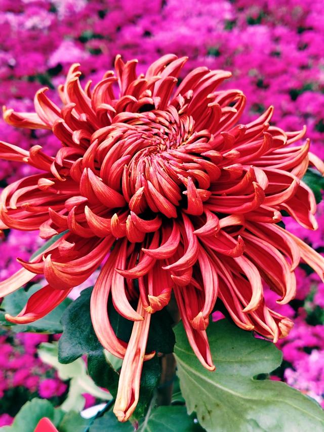 重阳紫竹院，菊香漫园