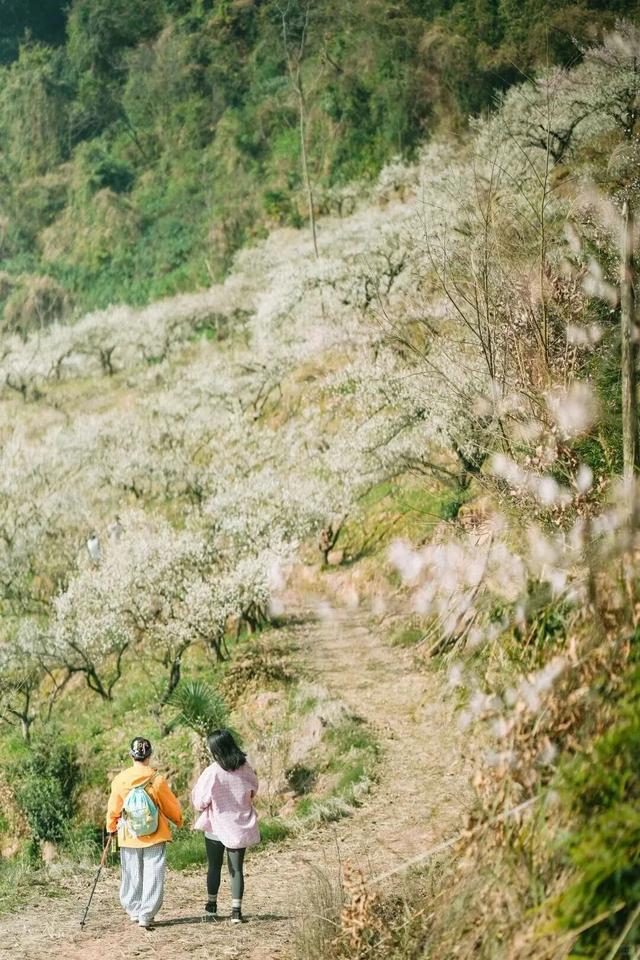 盛花期！这波“梅”景太出片，是谁拍到了啦