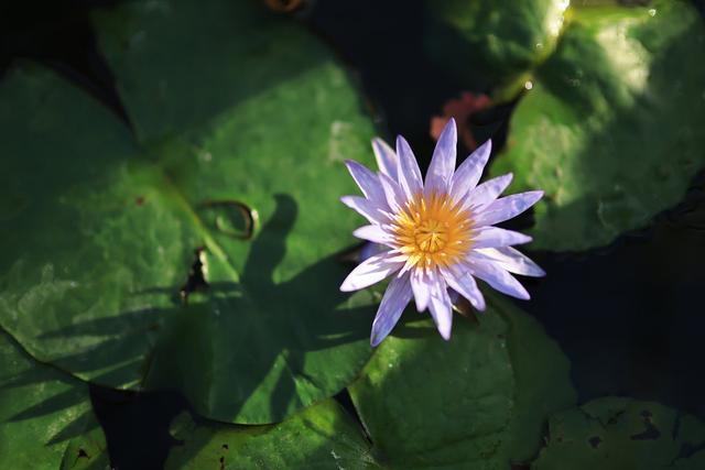 花小钱就能拥有梦幻F1.2大光圈 佳能RF45mm F1.2 STM评测